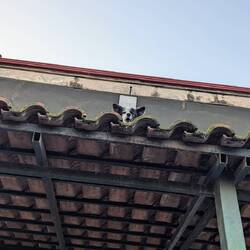 Des chiens sur les toits...