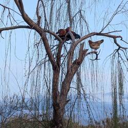 ...et des poules dans les arbres!