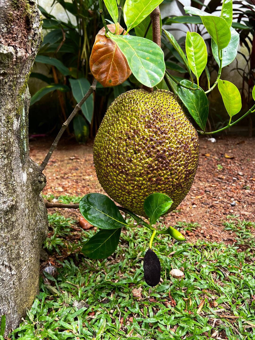 Jackfruit. Erinnerungen an Bali...