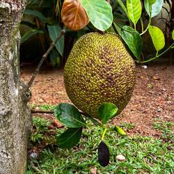 Jackfruit. Erinnerungen an Bali...