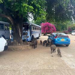 Wildschweine im Yala National Park!