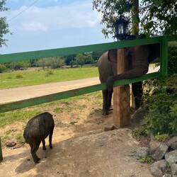 Die kombi Wildschwein und Elefant hätte ich auch nie erwartet