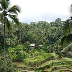 Rice Field Terraces