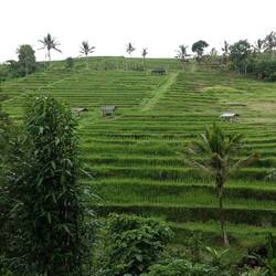 Rice Terraces