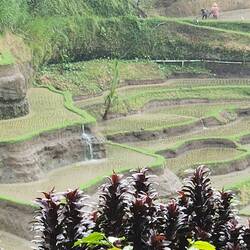 2 women prepping the fields for planting