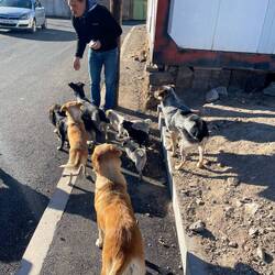 und sogar die Hunde sind hier freundlich