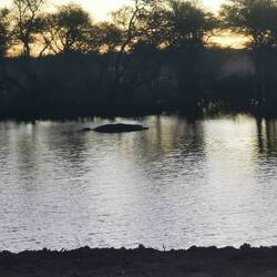 Sonnenuntergang mit Hippo (schwarzer Fleck im Wasser)