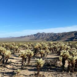 Cholla Cactus Garden
