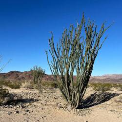 Ocotillo