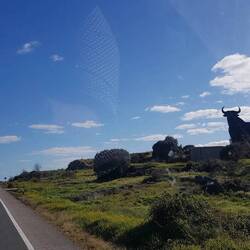 ... keine schwarzen Stiere auf den unzähligen Weiden gesehen. Wahrscheinlich sind die weiter südlich