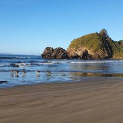 Lustige Laufvögel in Beatlesformation.