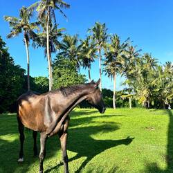 Lufi Lufi, Wochenend Haus