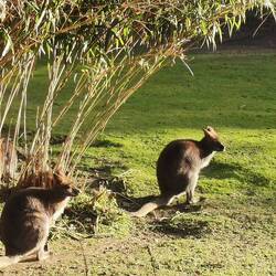 Wer sagt, man muss 24 Stunden im Flieger sitzen, um Kängurus zu sehen 😁?