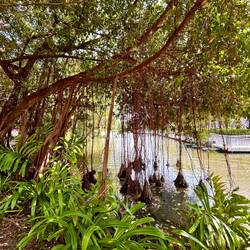 Wirklich ein richig schöner Park, aber die Hitze macht es den Pflanzen, Tieren und Menschen schwer.
