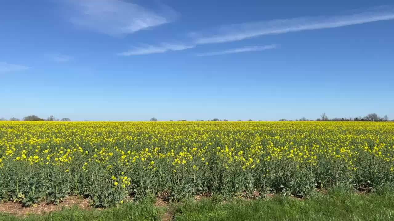 Rapeseed
