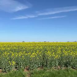 Rapeseed