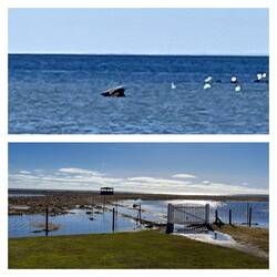 Oben; zwei Kegelrobben🔍😅