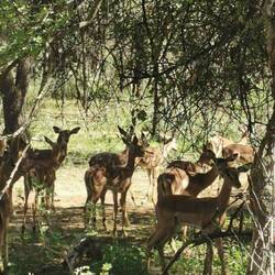 Impalas