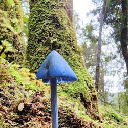 Werewere Kōkako (New Zealand Blue Pinkgill). So Pretty 💙