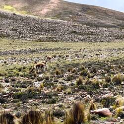 Vicuñas