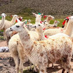Lamas und Alpakas