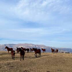 Auf der Wanderung nach Gosh - auf einmal eine Horde Wildpferde