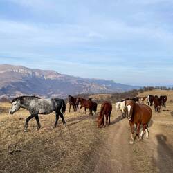 Es wurden immer mehr
