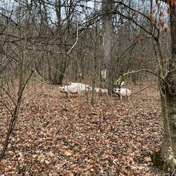Kleine Schweine mitten im Wald und vom Hund gejagt
