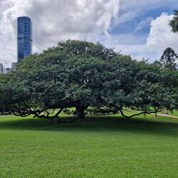 Wow, der REGENBAUM kann bis 24 m hoch werden und die Krone 30 m, bei Regen klappen die Blätter zu.