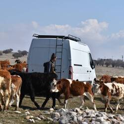 Les vaches comme voisines !