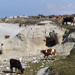 Seulement les vaches, l'éleveur afghan et nous à des kilomètres à la ronde