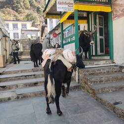 Premiers Yaks en sortant du terminal
