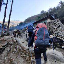 Priorité aux ânes!