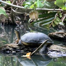 Hat schon was von Bremer Stadtmusikanten 🐢🦎