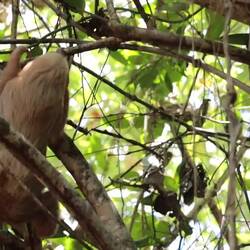 Ziemlich gelenkig und gar nicht mal soooo langsam