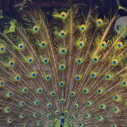 Der Herr spreizt sich vor dem Bad der Frauen.