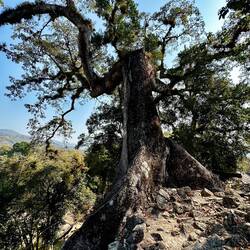 Tree ontop of temple