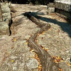 Tree roots growing in ruin