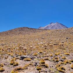 Nicht die Guanako übersehen/Guanaco'yu gözden kaçırmayın