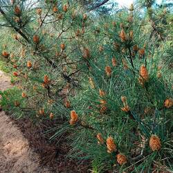Pinienzapfen, frisch geschlüpft 😅
