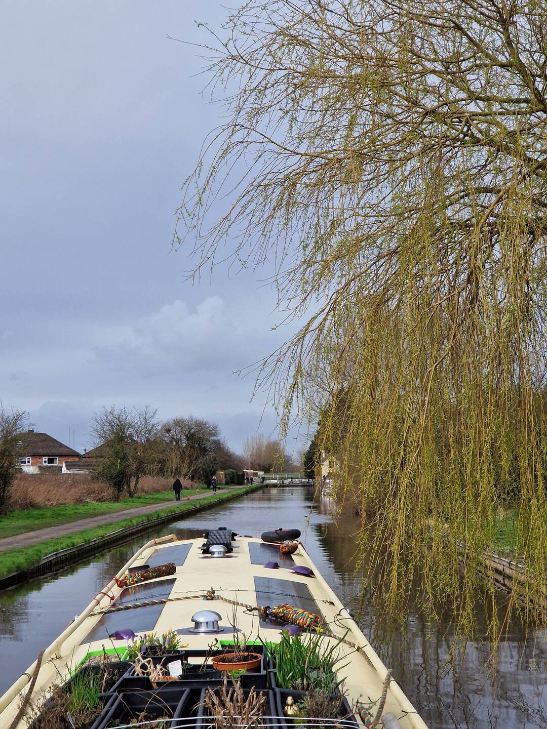 A Weeping Willow coming into leaf. There seems to be new signs of Spring every day now.