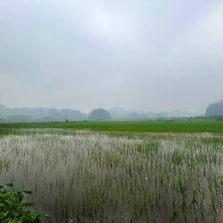 Reisfelder in Ninh Binh