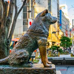 Der berühmte Hund Hachiko