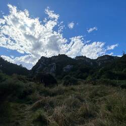 Trotters Creek Track