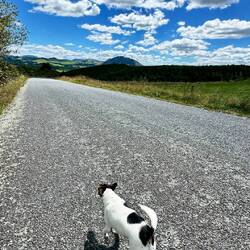 Joggen gehen mit den Hunden