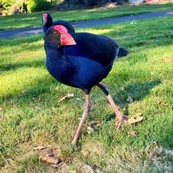 Pukeko in Rotorua