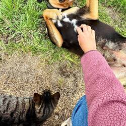 Schön ist es mit Tieren :)