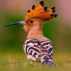 Hoopoe