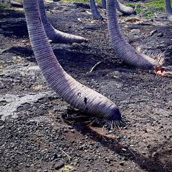 Nothing but rock under these trees