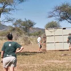 Freilassung des großen Nashorns